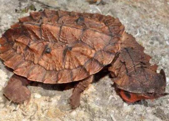 十大容易暴斃的烏龜排名,馬來食螺龜、枯葉龜對生存環境要求十分嚴格