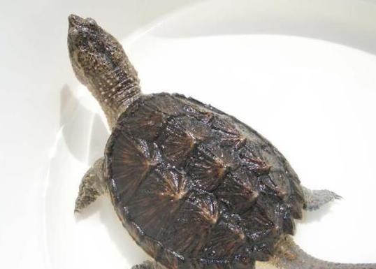 十大最值得養的烏龜排名,巴西紅耳龜是淡水龜類、中華草龜分布廣泛 十大最值得養的烏龜排名,巴西紅耳龜是淡水龜類、中華草龜分布廣泛