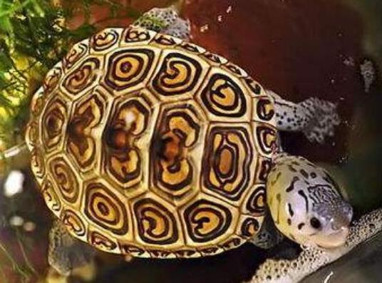 十大容易暴斃的烏龜排名,馬來食螺龜、枯葉龜對生存環境要求十分嚴格