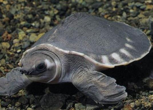 十大最值得養的烏龜排名,巴西紅耳龜是淡水龜類、中華草龜分布廣泛 十大最值得養的烏龜排名,巴西紅耳龜是淡水龜類、中華草龜分布廣泛