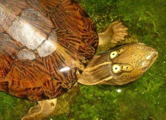 十大容易暴斃的烏龜排名,馬來食螺龜、枯葉龜對生存環境要求十分嚴格