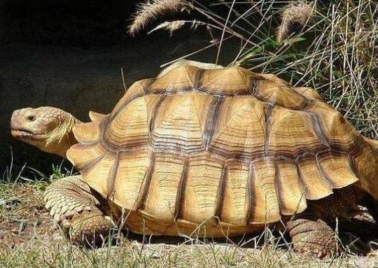 十大最值得養的烏龜排名,巴西紅耳龜是淡水龜類、中華草龜分布廣泛 十大最值得養的烏龜排名,巴西紅耳龜是淡水龜類、中華草龜分布廣泛