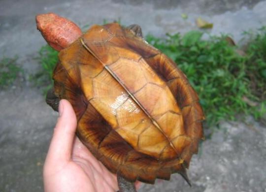 十大容易暴斃的烏龜排名,馬來食螺龜、枯葉龜對生存環境要求十分嚴格