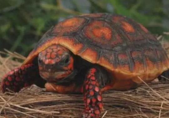 十大最值得養的烏龜排名,巴西紅耳龜是淡水龜類、中華草龜分布廣泛 十大最值得養的烏龜排名,巴西紅耳龜是淡水龜類、中華草龜分布廣泛