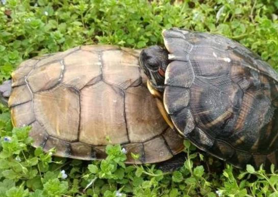 十大最值得養的烏龜排名,巴西紅耳龜是淡水龜類、中華草龜分布廣泛 十大最值得養的烏龜排名,巴西紅耳龜是淡水龜類、中華草龜分布廣泛