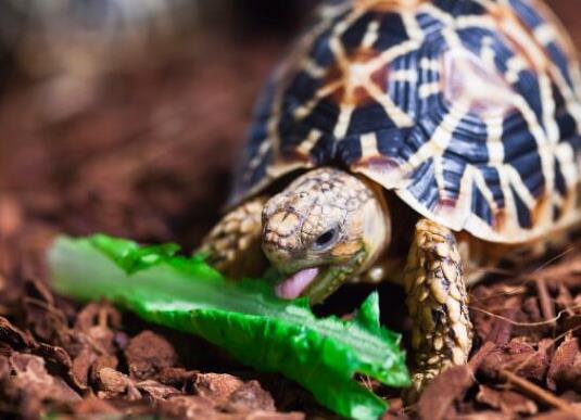 十大容易暴斃的烏龜排名,馬來食螺龜、枯葉龜對生存環境要求十分嚴格