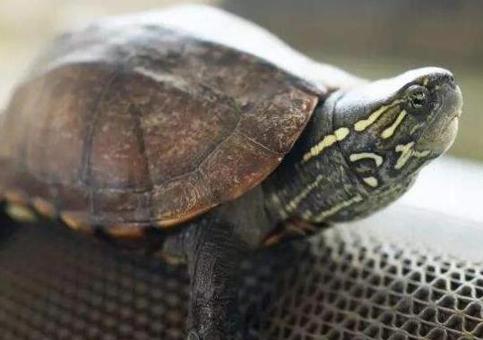 十大最值得養的烏龜排名,巴西紅耳龜是淡水龜類、中華草龜分布廣泛 十大最值得養的烏龜排名,巴西紅耳龜是淡水龜類、中華草龜分布廣泛