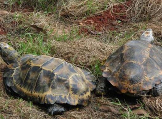 十大容易暴斃的烏龜排名,馬來食螺龜、枯葉龜對生存環境要求十分嚴格