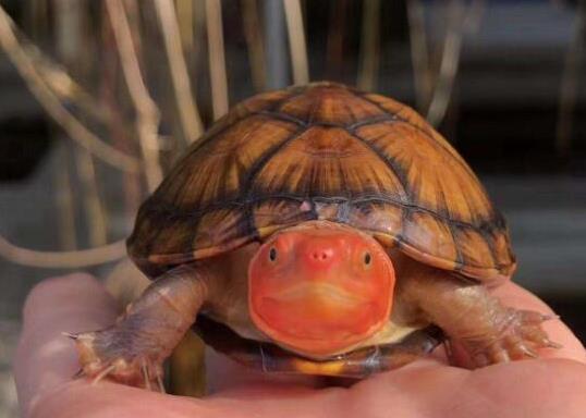 十大最值得養的烏龜排名,巴西紅耳龜是淡水龜類、中華草龜分布廣泛 十大最值得養的烏龜排名,巴西紅耳龜是淡水龜類、中華草龜分布廣泛