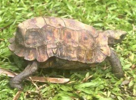 十大容易暴斃的烏龜排名,馬來食螺龜、枯葉龜對生存環境要求十分嚴格