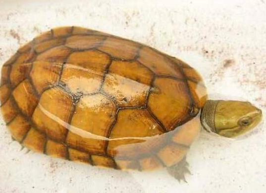 十大最值得養的烏龜排名,巴西紅耳龜是淡水龜類、中華草龜分布廣泛 十大最值得養的烏龜排名,巴西紅耳龜是淡水龜類、中華草龜分布廣泛