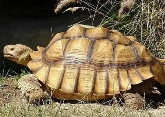 十大容易暴斃的烏龜排名,馬來食螺龜、枯葉龜對生存環境要求十分嚴格