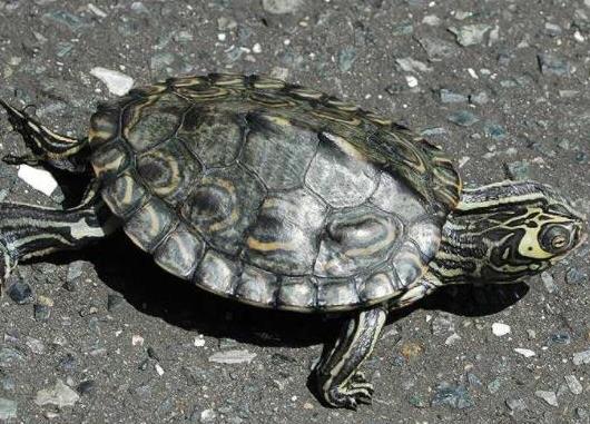 十大最值得養的烏龜排名,巴西紅耳龜是淡水龜類、中華草龜分布廣泛 十大最值得養的烏龜排名,巴西紅耳龜是淡水龜類、中華草龜分布廣泛