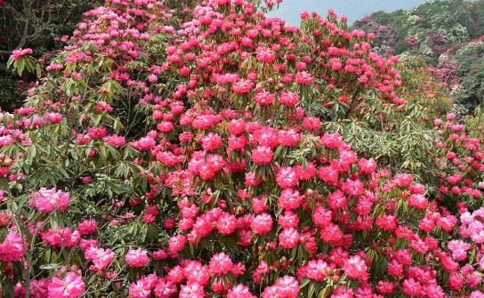 貴州省畢節市十大旅游景點排行榜 畢節有什么好玩的地方