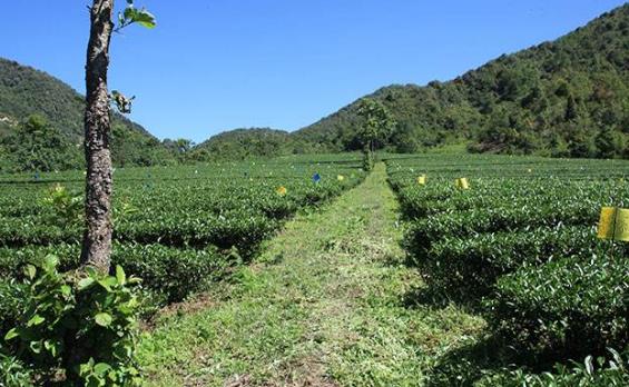 云南省保山市十大旅游景點排行榜 保山有什么好玩的地方