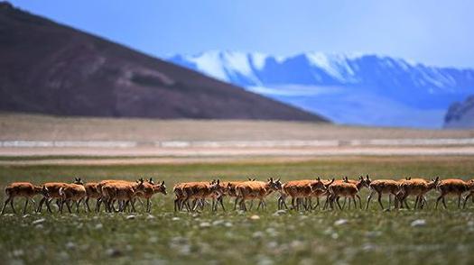 西藏那曲十大旅游景點排行榜 那曲有什么好玩的地方