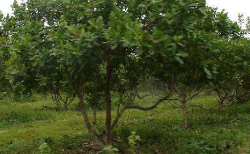 海南省樂東市十大旅游景點排行榜 樂東有什么好玩的地方