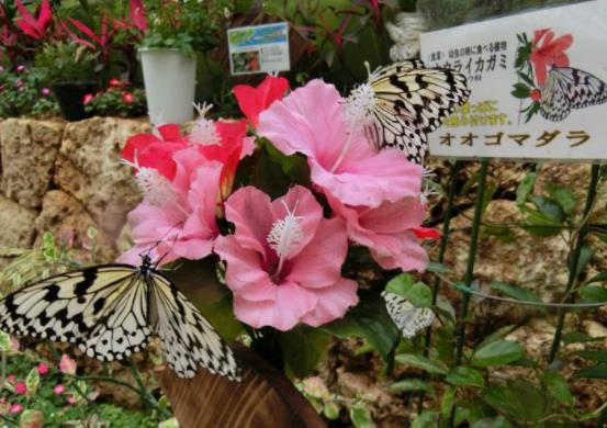 日本沖繩縣十大旅游景點排行榜 沖繩縣有什么好玩的地方