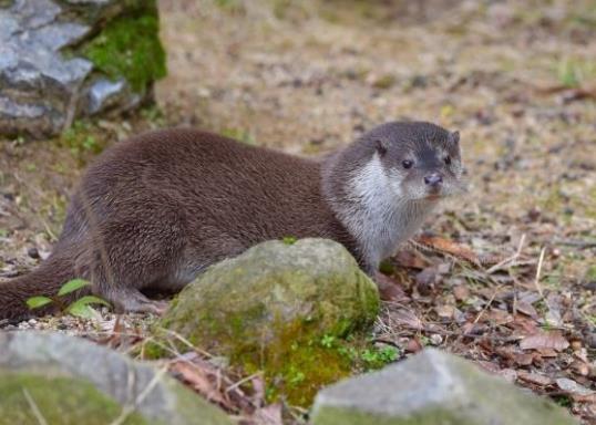 日本廣島縣十大旅游景點排行榜 廣島縣有什么好玩的地方
