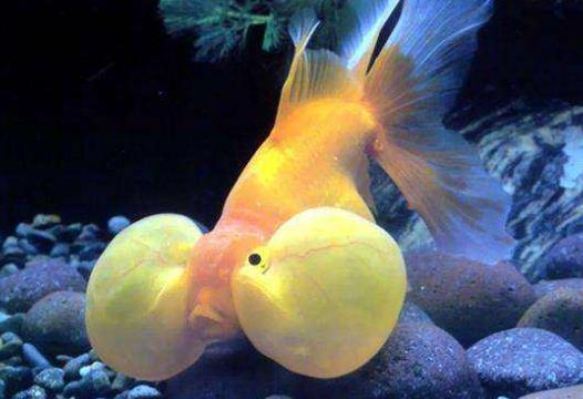 日本奈良縣十大旅游景點(diǎn)排行榜 奈良縣有什么好玩的地方