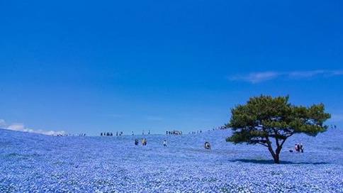 日本茨城縣十大旅游景點排行榜 茨城縣有什么好玩的地方