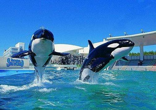 日本千葉縣十大旅游景點排行榜 千葉縣有什么好玩的地方