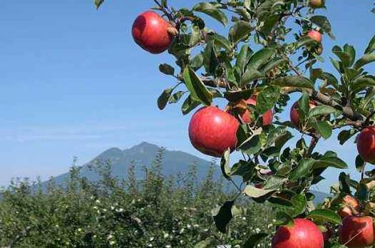 日本青森縣十大旅游景點排行榜 青森縣有什么好玩的地方