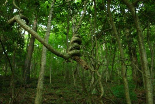 日本山梨縣九大旅游景點排行榜 山梨縣有什么好玩的地方