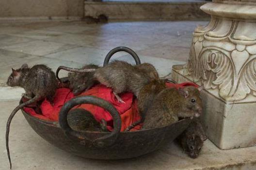 印度拉賈斯坦邦十大旅游景點排行榜 拉賈斯坦邦旅游有什么好玩的地方