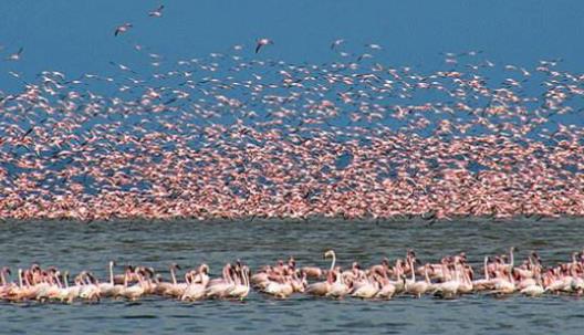 非洲肯尼亞裂谷省十大旅游景點(diǎn)排行榜 裂谷省有什么好玩的地方