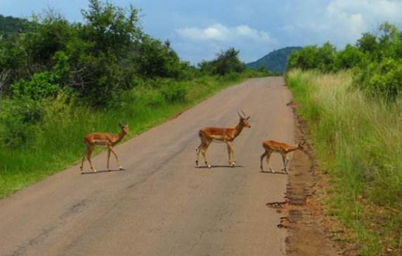 非洲南非太陽城八大旅游景點排行榜 太陽城有什么好玩的地方