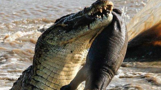 非洲南非太陽城八大旅游景點排行榜 太陽城有什么好玩的地方