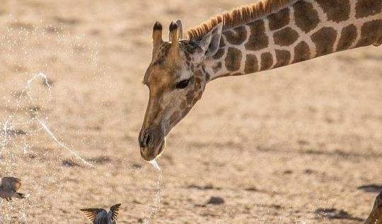 非洲肯尼亞內羅畢八大旅游景點排行榜 內羅畢有什么好玩的地方