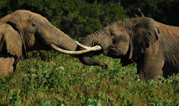 非洲肯尼亞中部省五大旅游景點排行榜 中部省有什么好玩的地方
