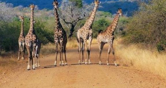 非洲肯尼亞內羅畢八大旅游景點排行榜 內羅畢有什么好玩的地方