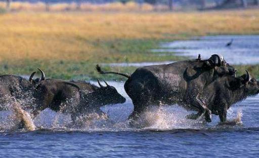 非洲納米比亞十大旅游景點(diǎn)排行榜 納米比亞有什么好玩的地方