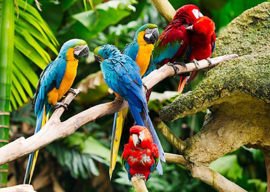 非洲毛里求斯十大旅游景點排行榜 毛里求斯有什么好玩的地方