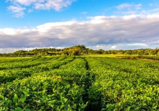 非洲毛里求斯十大旅游景點排行榜 毛里求斯有什么好玩的地方