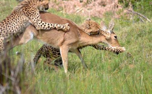 非洲博茨瓦納十大旅游景點排行榜 博茨瓦納有什么好玩的地方