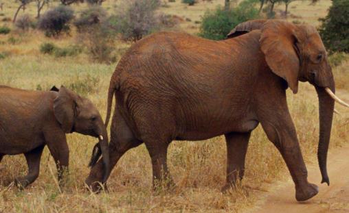 非洲博茨瓦納十大旅游景點排行榜 博茨瓦納有什么好玩的地方