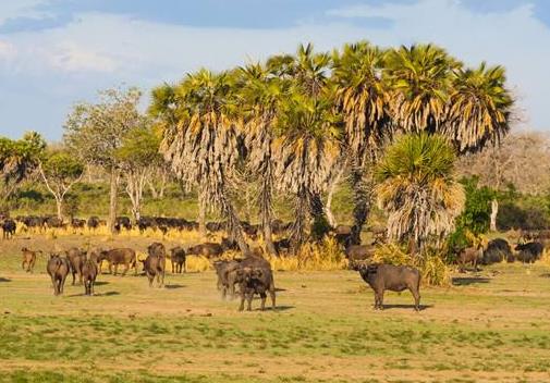 非洲贊比亞十大旅游景點排行榜 贊比亞有什么好玩的地方