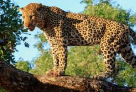 非洲贊比亞十大旅游景點排行榜 贊比亞有什么好玩的地方