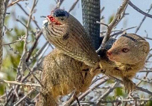 非洲塞內(nèi)加爾九大旅游景點(diǎn)排行榜 塞內(nèi)加爾有什么好玩的地方