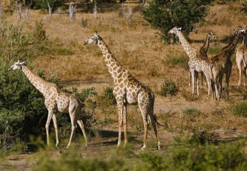 非洲佛得角八大旅游景點排行榜 佛得角有什么好玩的地方
