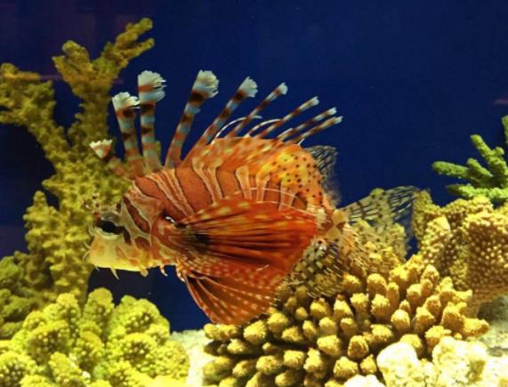 歐洲多塞特郡十大旅游景點排行榜 多塞特郡有什么好玩的地方