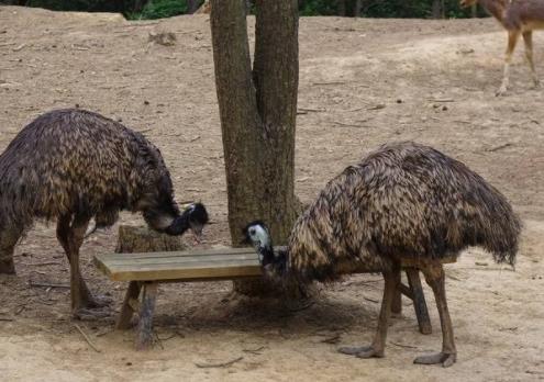 歐洲薩福克郡十大旅游景點排行榜 薩福克郡有什么好玩的地方