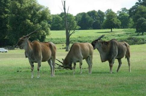 英格蘭貝德福德郡三大旅游景點排行榜 貝德福德郡好玩的地方推薦