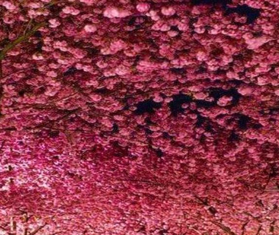 北萊茵-威斯特法倫州波恩九大旅游景點排行榜 好玩的地方推薦