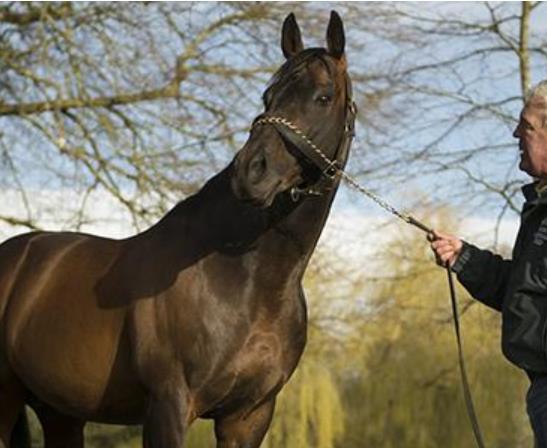 愛爾蘭基爾代爾郡六大旅游排行 愛爾蘭國家馬場(chǎng)始建于1900年