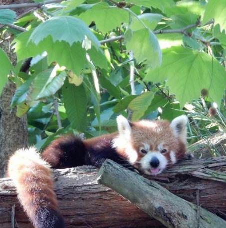 拉脫維亞里加十大旅游景點(diǎn)排行 里加圣彼得教堂始建于1209年